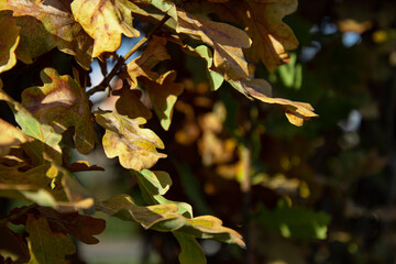 Autumn foliage is yellow. Natural background and texture.