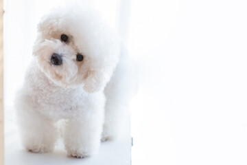 The dog is facing forward in the white background.