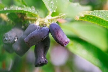 Ripe honeysuckle berries of a dark blue color on a honeysuckle bush among green leaves in drops of water ripened in the spring