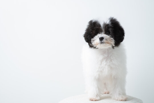 The dog is facing forward in the white background.