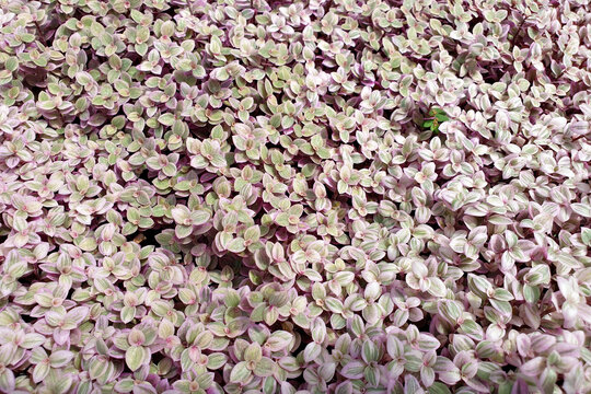 Beautiful Callisia Repens leaves also known as creeping inchplant. It is a succulent creeping plant from the family Commelinaceae. Full frame image.