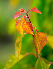 Leaves on the apricot tree