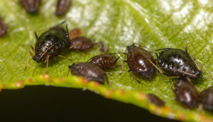 Close-up of aphids on a tree leaf.