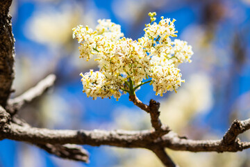 Blooming white Acacia flower with blue sky.