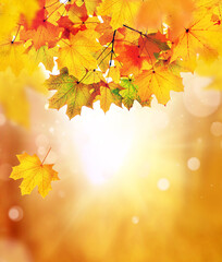 Naklejka na ściany i meble Autumn leaves on the fall blurred background .