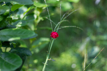 Red flowers and green leaves and blurred background