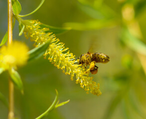 A bee in flight on a yellow willow flower.