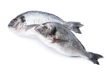 Raw dorado fishes on white background