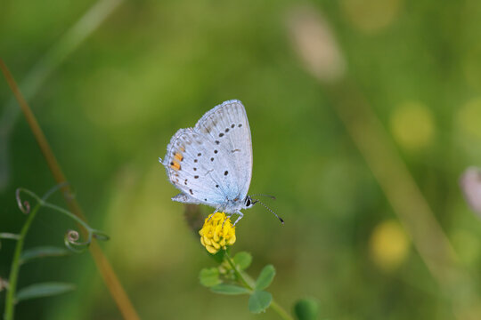 Short-tailed blue butterfly (Cupido argiades).