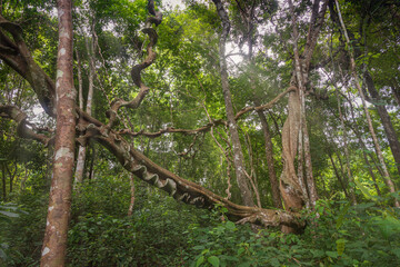 Fototapeta na wymiar Beautiful tropical rainforest landscape in the national forest of Thailand.