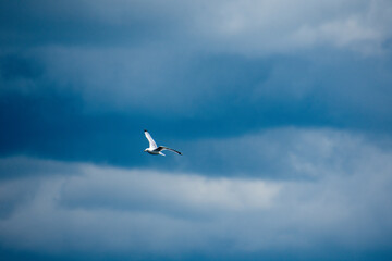Gull flying in the blue sky on a sunny day