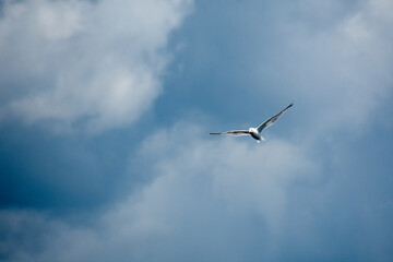 Fototapeta na wymiar Gull flying in the blue sky on a sunny day