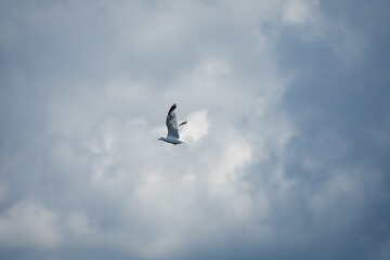 Gull flying in the blue sky on a sunny day