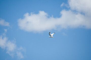 Gull flying in the blue sky on a sunny day
