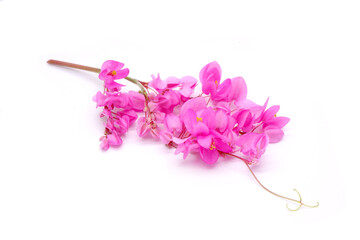 Edible flowers : Mexican creeper isolated on white background. Mexican creeper (Antigonon leptopus)...