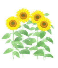 Obraz premium ヒマワリ素材