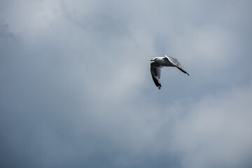 Gull flying in the blue sky on a sunny day