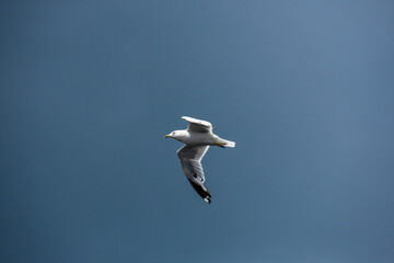 Fototapeta na wymiar Gull flying in the blue sky on a sunny day
