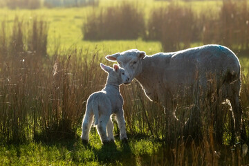 Newborn lamb in a grassy coastal paddock, on a misty afternoon, near Gisborne, New Zealand 