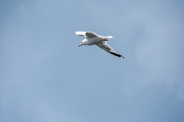 Gull flying in the blue sky on a sunny day