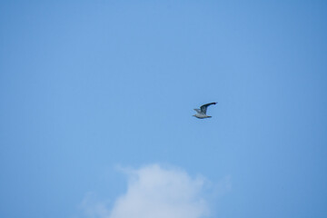 Gull flying in the blue sky on a sunny day