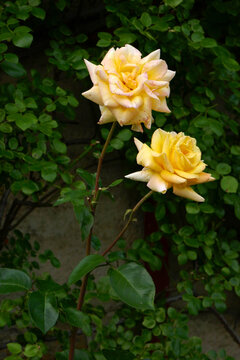 gelbe Rose