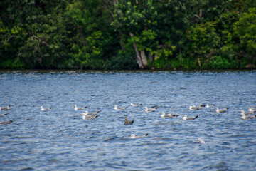 Gull swimming on a natural lake in july