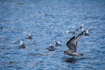 Gull swimming on a natural lake in july