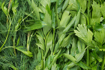 Obraz premium fresh green summer herbs closeup