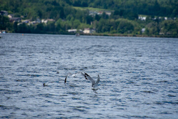 Gull flying over the water on a lke on a sunny day