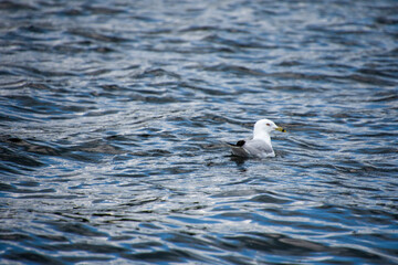 Gull swimming on a natural lake in july