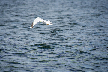 Gull flying over the water on a lke on a sunny day