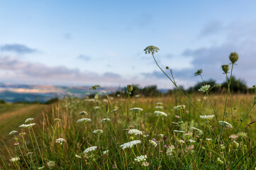 Obraz premium wild carrot in a meadow