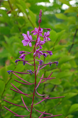 Schmalblättriges Weidenröschen