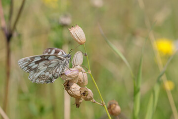 Marbled white butterfly (Melanargia galathea) on a dry blade of grass. Xeric grassland in background.