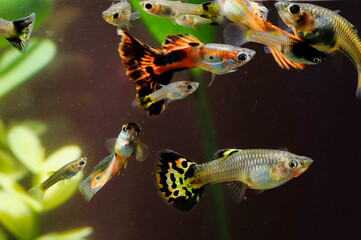 Shot of a lot of colorful fishes swimming in the aquarium. © Alberto Giacomazz/Wirestock