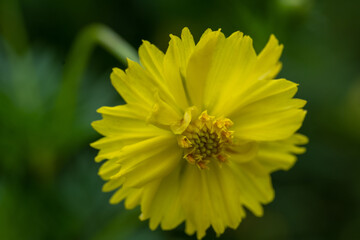 Yellow cosmos flower soft focus with some sharp and blurred background. Yellow flowers blooming beautifully in the garden with sot blur background.