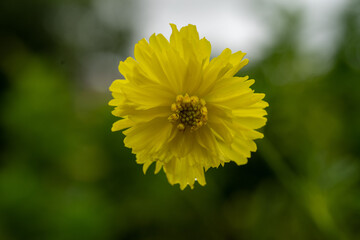 Yellow cosmos flower soft focus with some sharp and blurred background. Yellow flowers blooming beautifully in the garden with sot blur background.