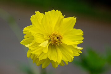 Yellow cosmos flower soft focus with some sharp and blurred background. Yellow flowers blooming beautifully in the garden with sot blur background.