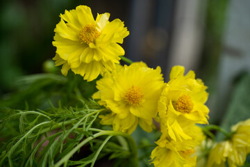 Yellow cosmos flower soft focus with some sharp and blurred background. Yellow flowers blooming beautifully in the garden with sot blur background.