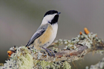Obraz premium Black capped Chickadee on lichen covered branch.