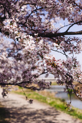 Fototapeta premium 桜と光と空