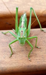 grasshopper on a leaf