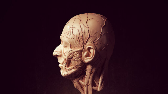 Human Ecorche Flayed Head Face Anatomical Musculature Display Halloween Sculpture Side View 3d illustration render