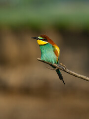 Beautiful nature scene with European bee-eater (Merops apiaster). Wildlife shot of European bee-eater (Merops apiaster) on branch. European bee-eater (Merops apiaster) in the nature habitat.