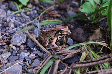 ニホンアカガエル