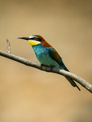 Beautiful nature scene with European bee-eater (Merops apiaster). Wildlife shot of European bee-eater (Merops apiaster) on branch. European bee-eater (Merops apiaster) in the nature habitat.