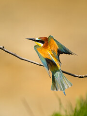 Obraz premium Beautiful nature scene with European bee-eater (Merops apiaster). Wildlife shot of European bee-eater (Merops apiaster) on branch. European bee-eater (Merops apiaster) in the nature habitat.