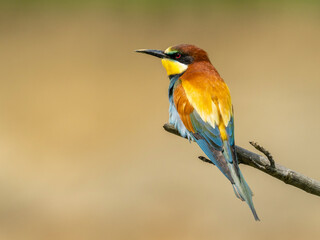 Beautiful nature scene with European bee-eater (Merops apiaster). Wildlife shot of European bee-eater (Merops apiaster) on branch. European bee-eater (Merops apiaster) in the nature habitat.