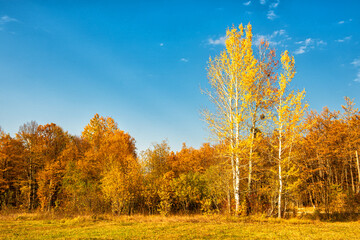 The edge of the forest with birch trees in autumn